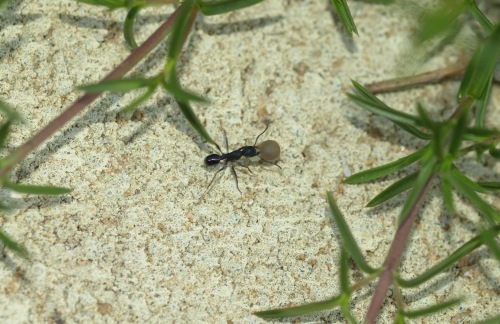ant with seed